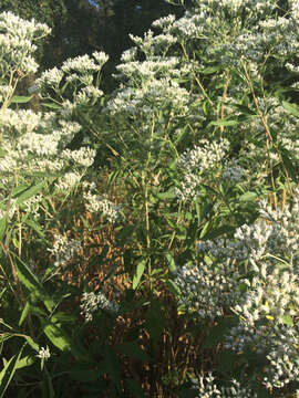 Image of lateflowering thoroughwort