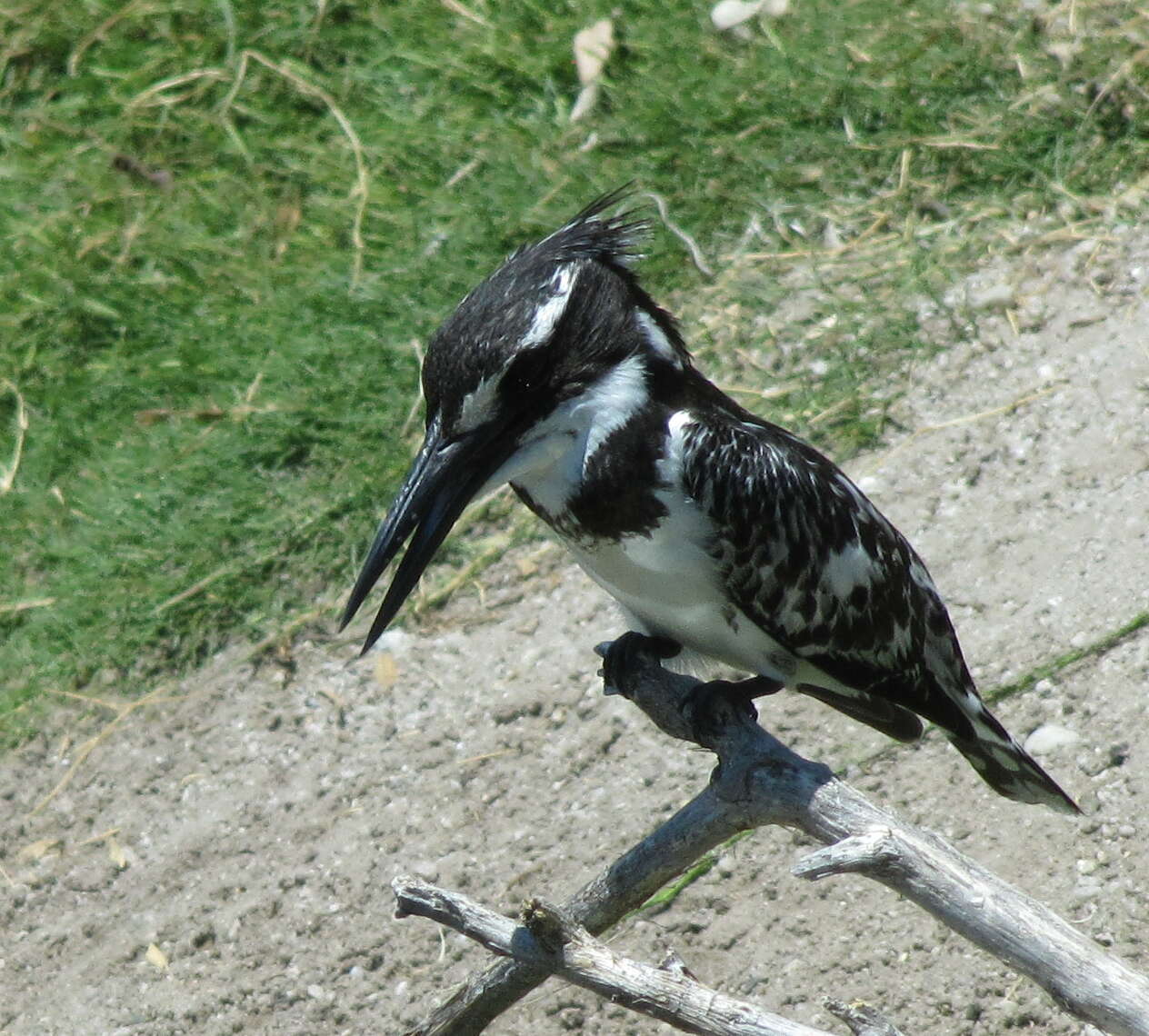 Image of Ceryle rudis rudis (Linnaeus 1758)