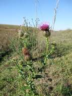 Image de Cirsium serrulatum (M. Bieb.) Fischer