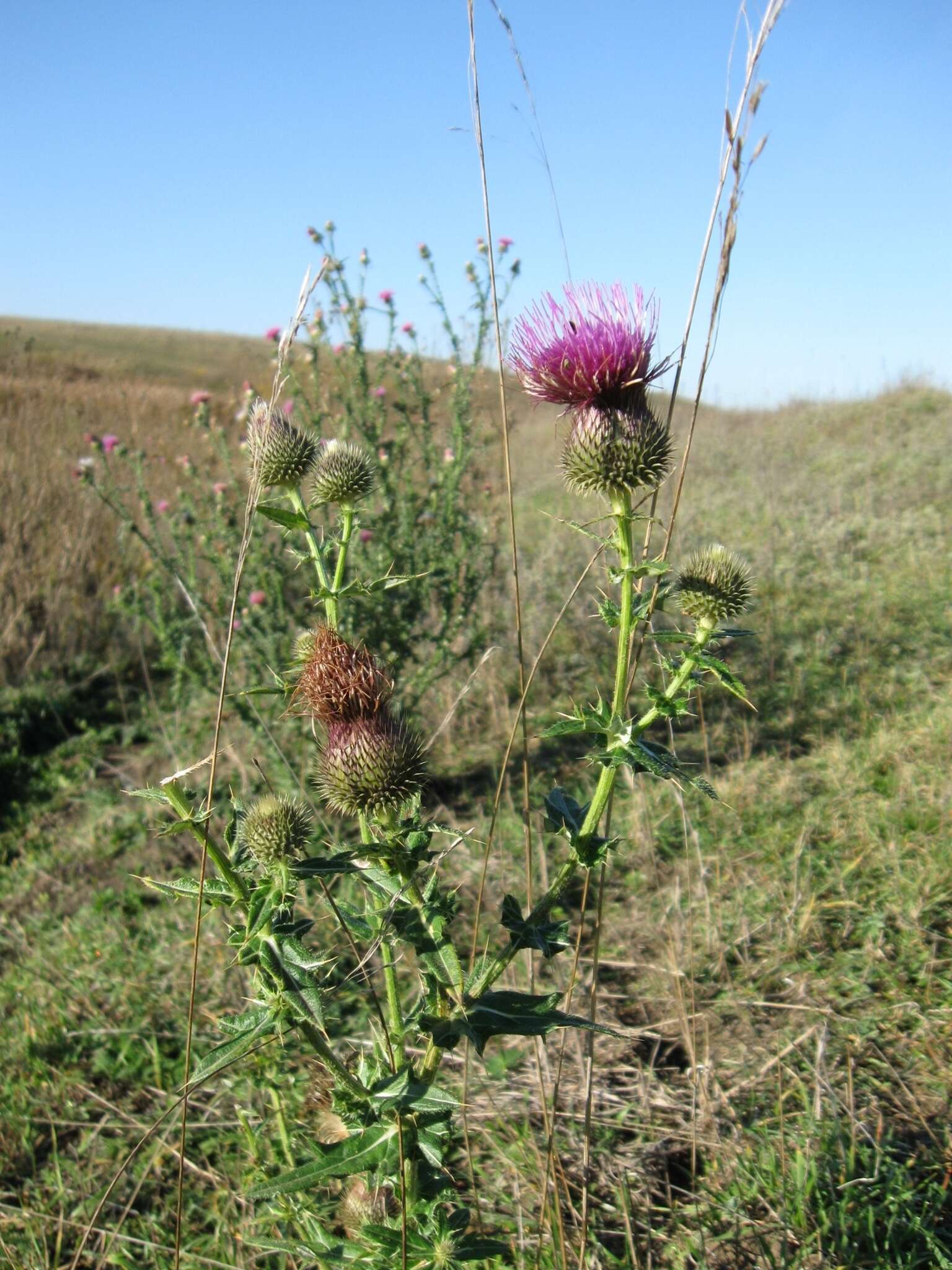 Cirsium serrulatum (M. Bieb.) Fischer的圖片