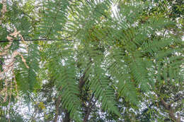 Image of Chain Fern Rhizome