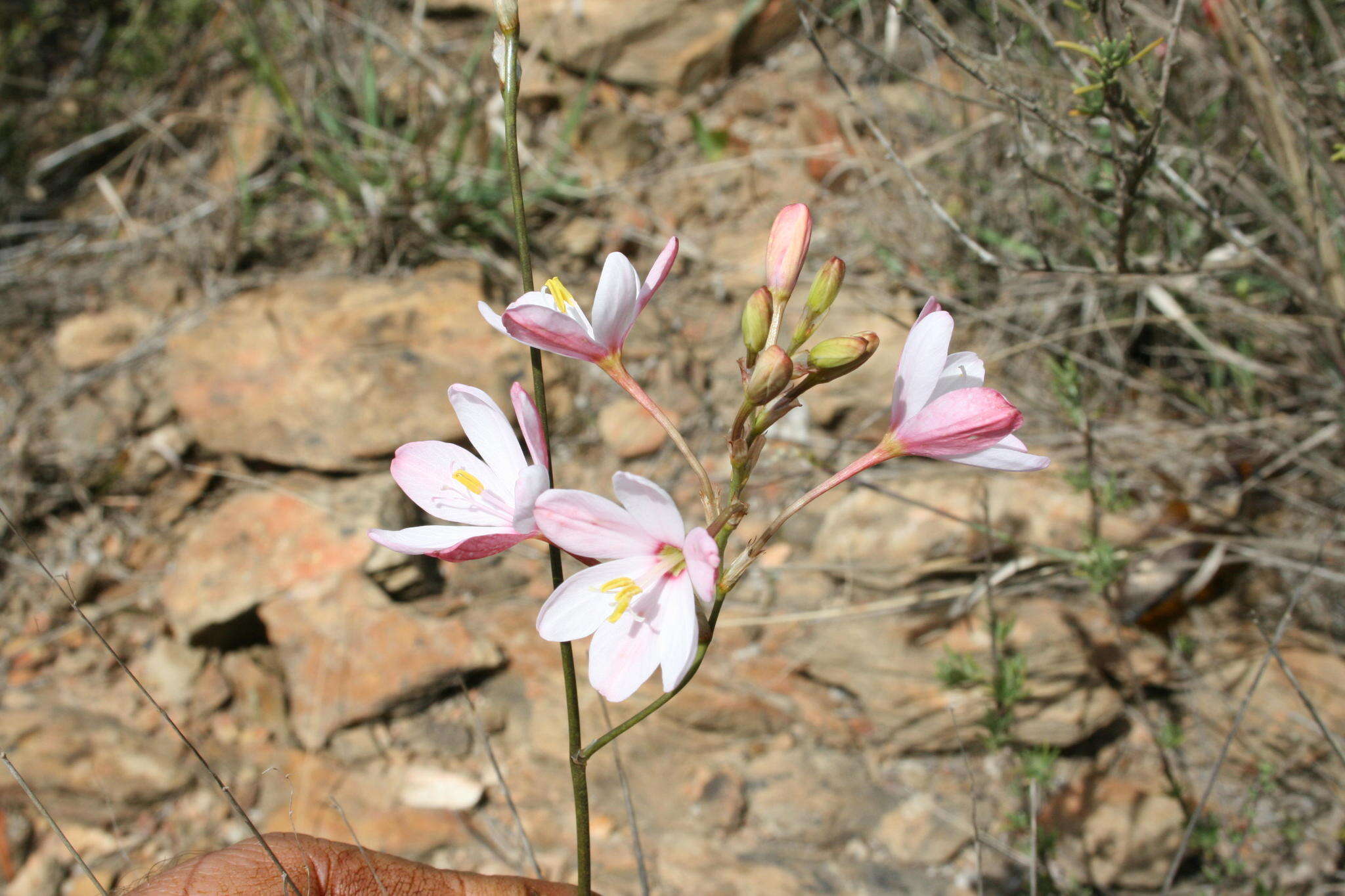 Image of Ixia longituba N. E. Br.