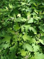 Image of Chenopodium ucrainicum