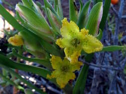 Image of Ferraria flava Goldblatt & J. C. Manning