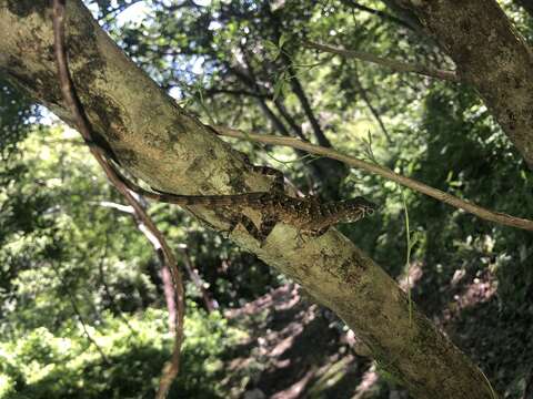 Image de Sceloporus utiformis Cope 1864