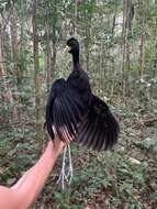 Image of Pale-winged Trumpeter