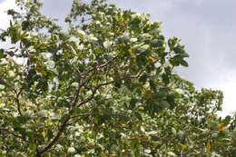 Image of Mangrove apple