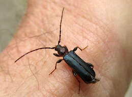 Image of Long-horned beetle