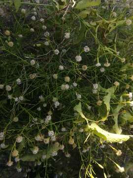 Image of Porophyllum maritimum Brandeg.