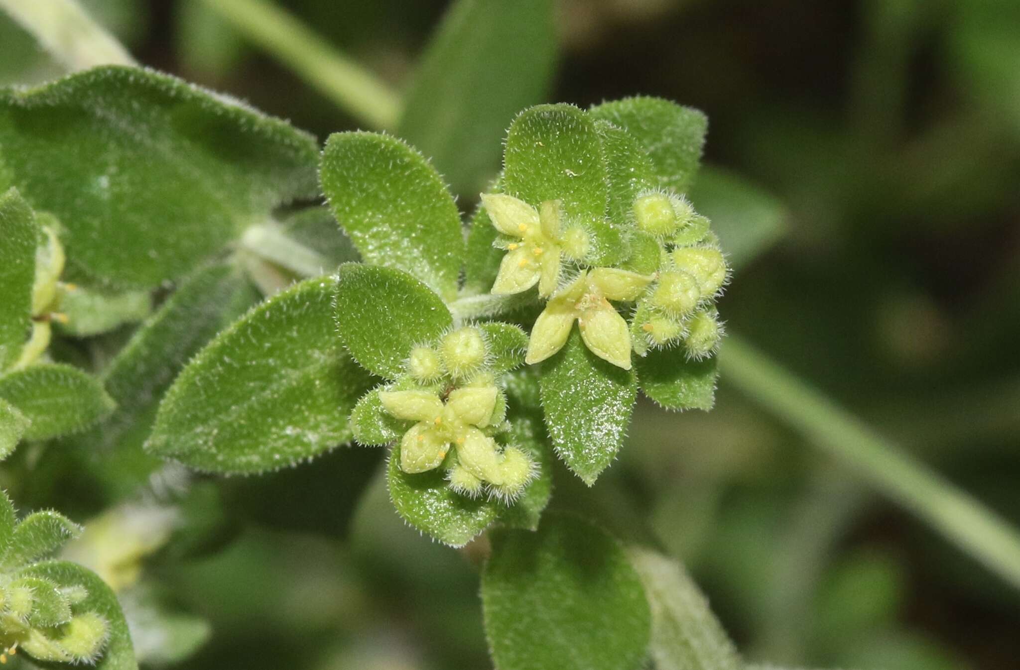 Plancia ëd Galium hallii Munz & I. M. Johnst.