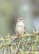 Image of Short-winged Cisticola