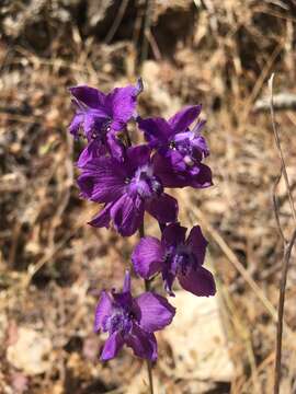 Image of Delphinium pentagynum Lam.