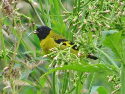 Image of Olivaceous Siskin