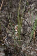 Sivun Lomandra leucocephala subsp. leucocephala kuva