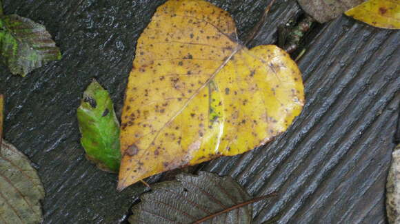 Image of Populus trichocarpa Torr. & A. Gray ex Hook.