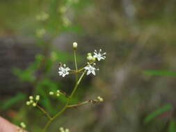 Image of Astrotricha glabra Domin