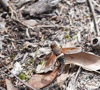 Слика од Ligyra punctipennis (Macquart 1850)