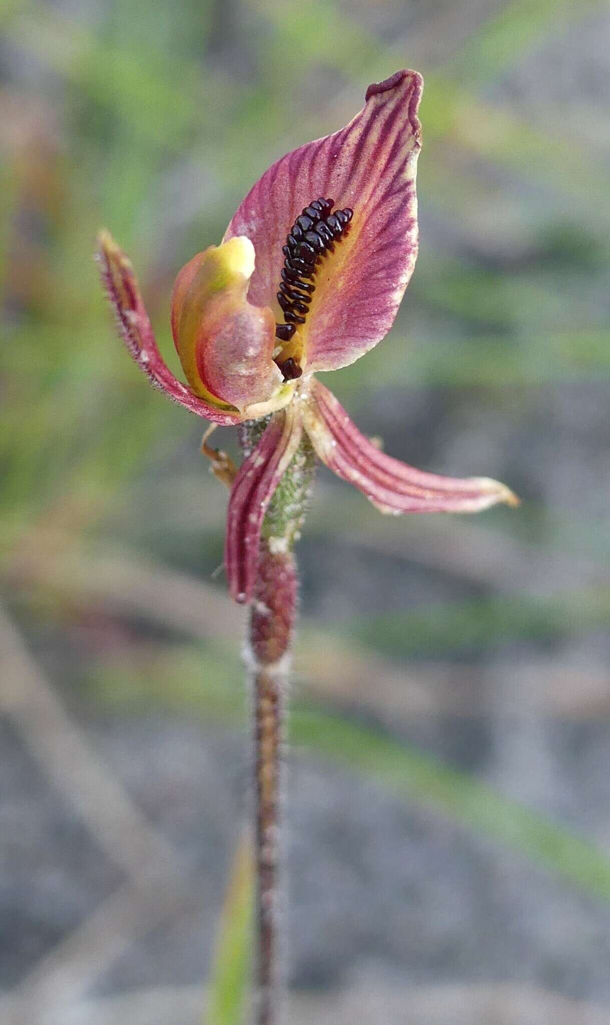 Caladenia cairnsiana F. Muell. resmi