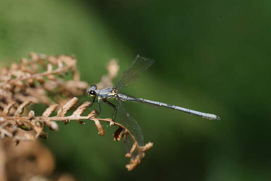 Sivun Griseargiolestes intermedius (Tillyard 1913) kuva