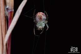 Imagem de Araneus guttulatus (Walckenaer 1841)