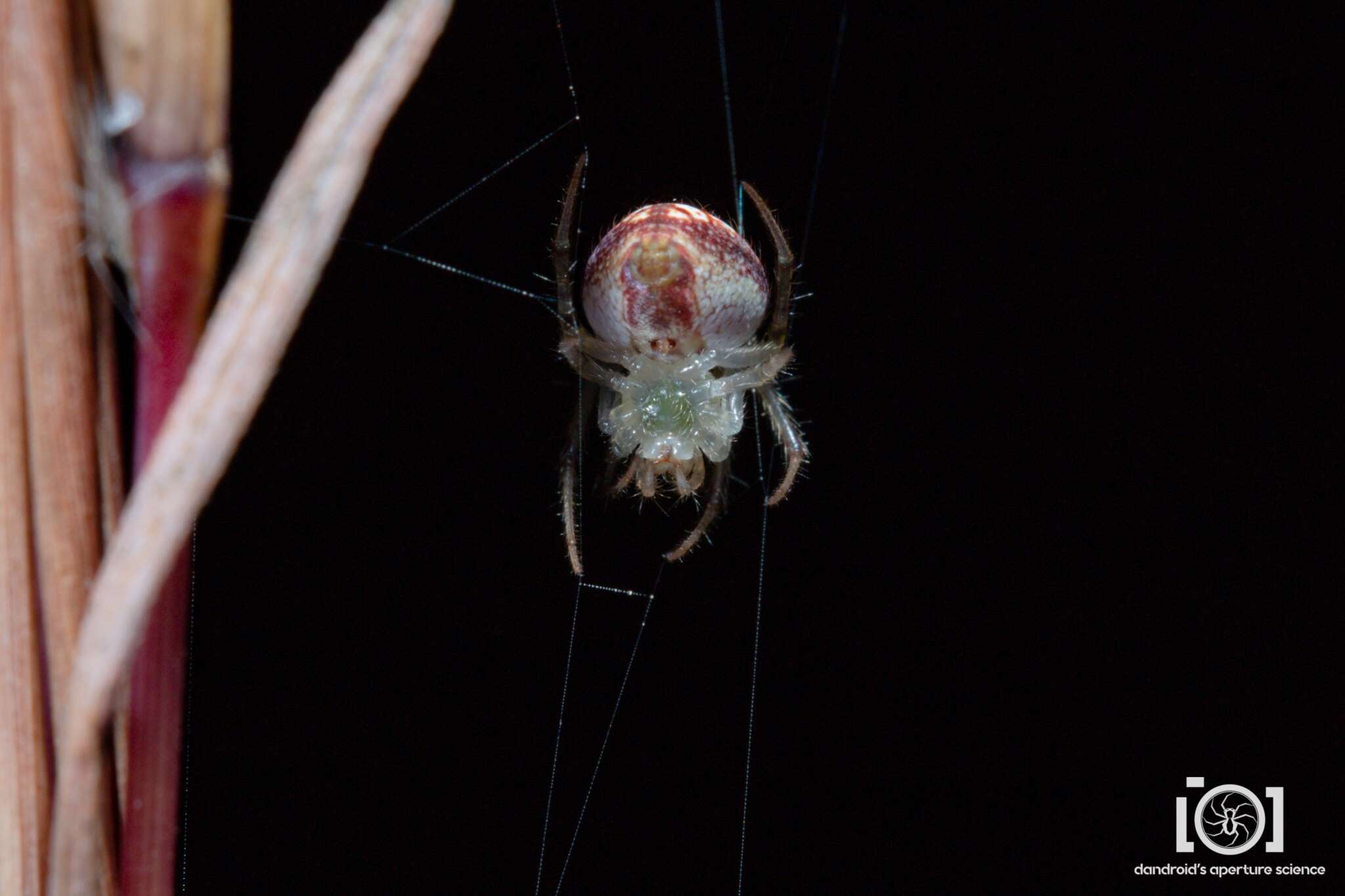 Image of Araneus guttulatus (Walckenaer 1841)