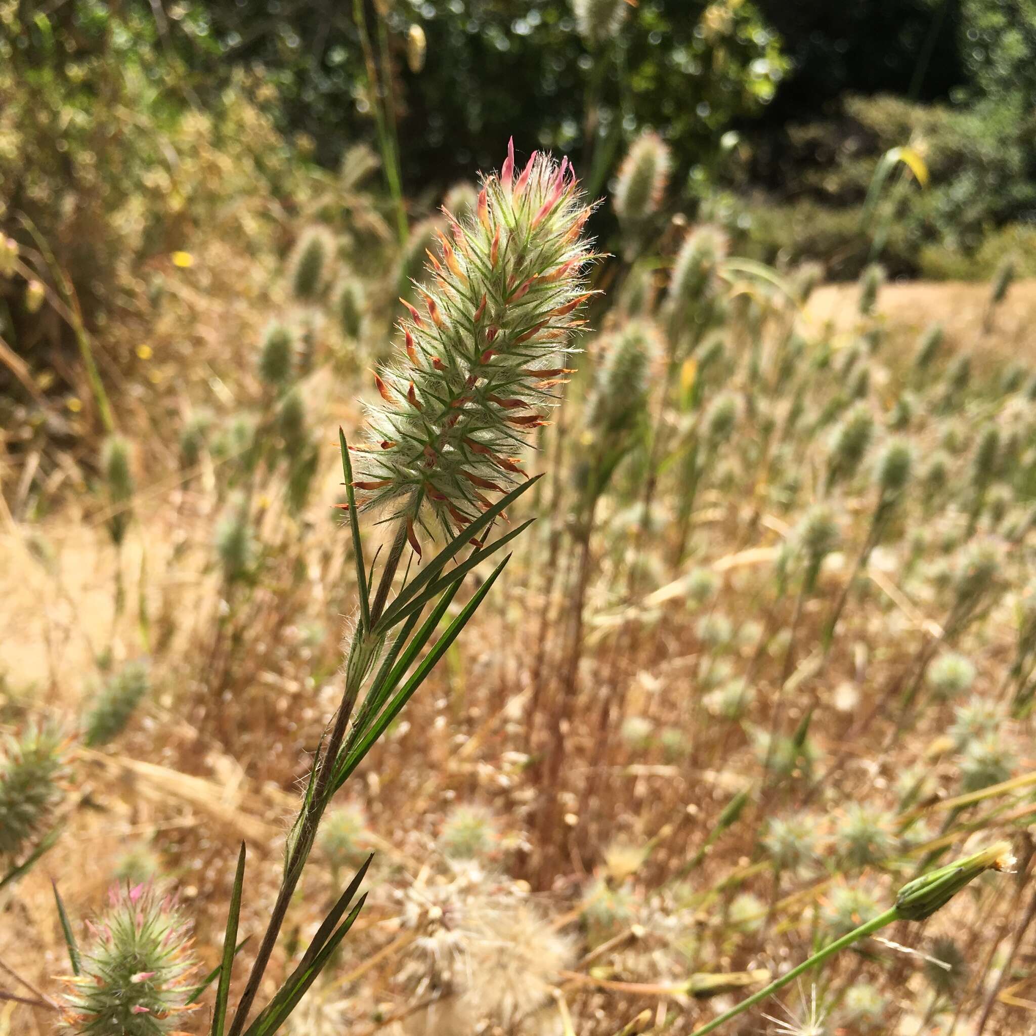 Image of Narrow Clover