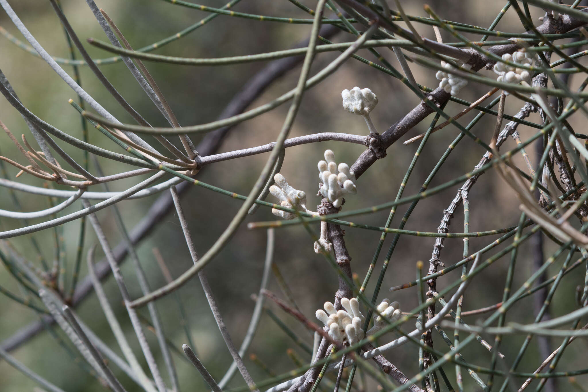 Amyema linophylla (Fenzl) Tieghem的圖片