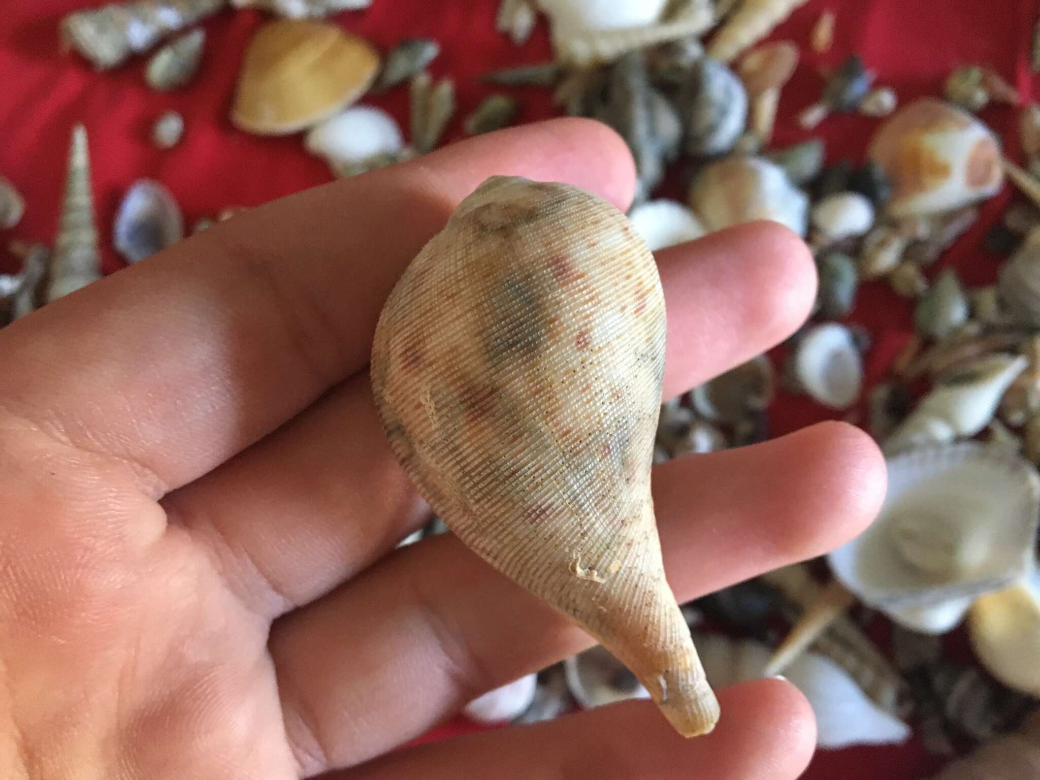 Image of paper fig shell