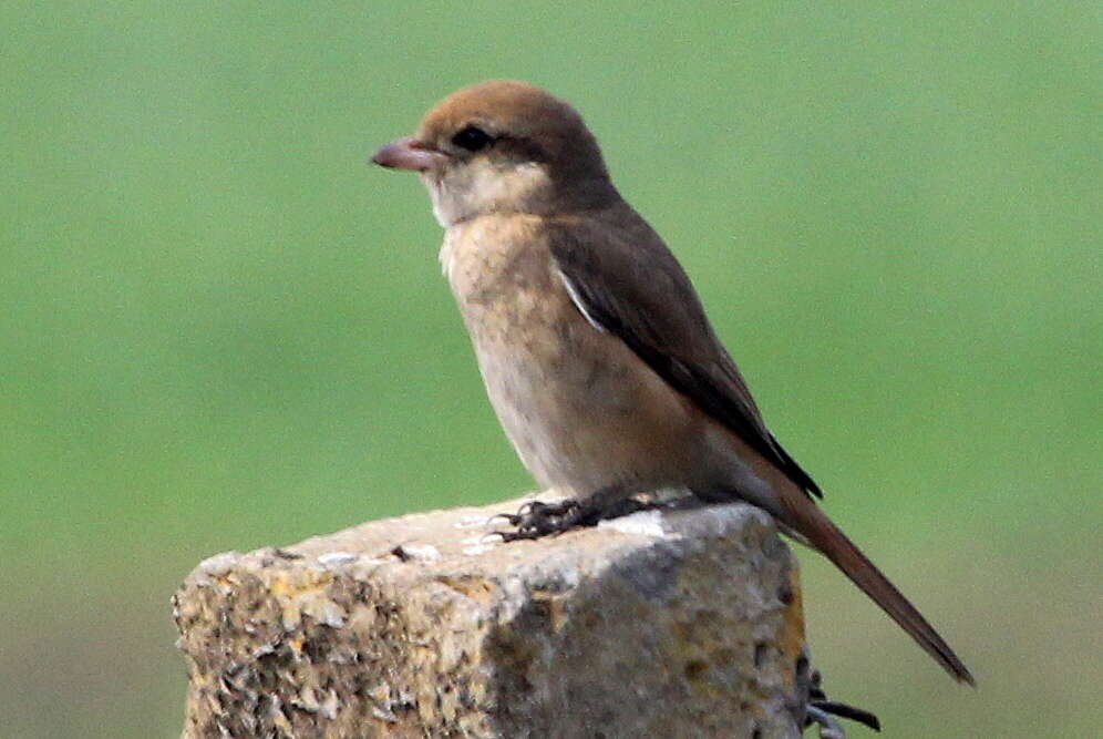 Image of Isabeline Shrike