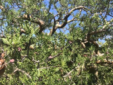 Image of Bursera exequielii León de la Luz