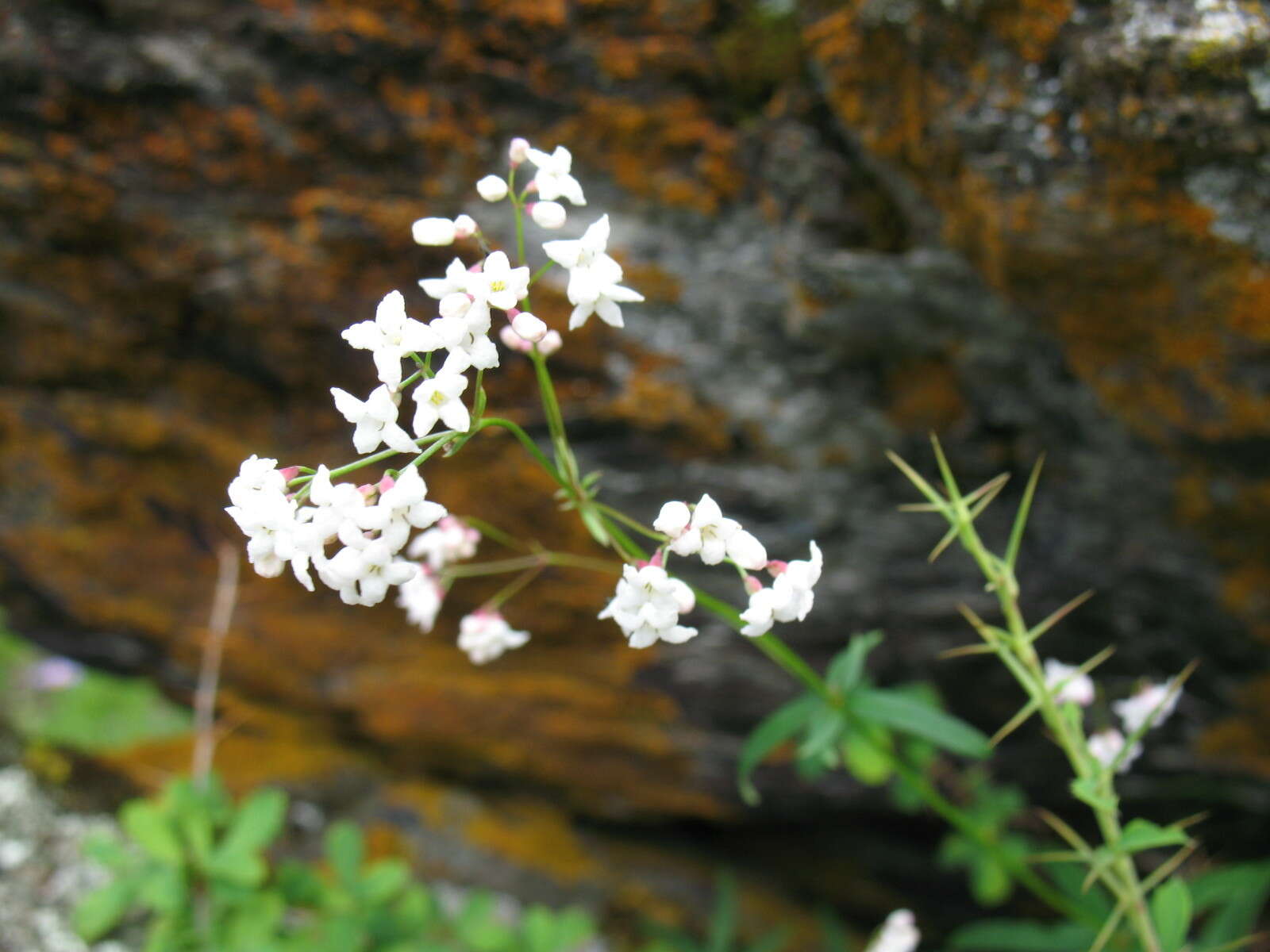 Sivun Galium paniculatum (Bunge) Pobed. kuva