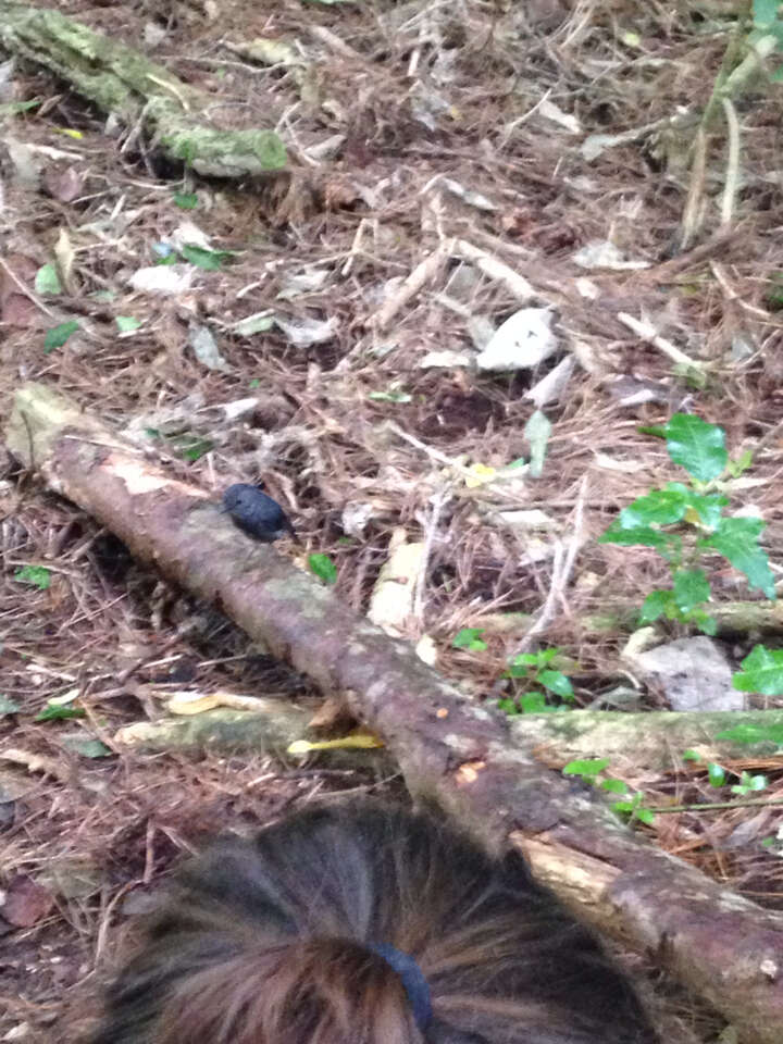 Image of North Island Robin