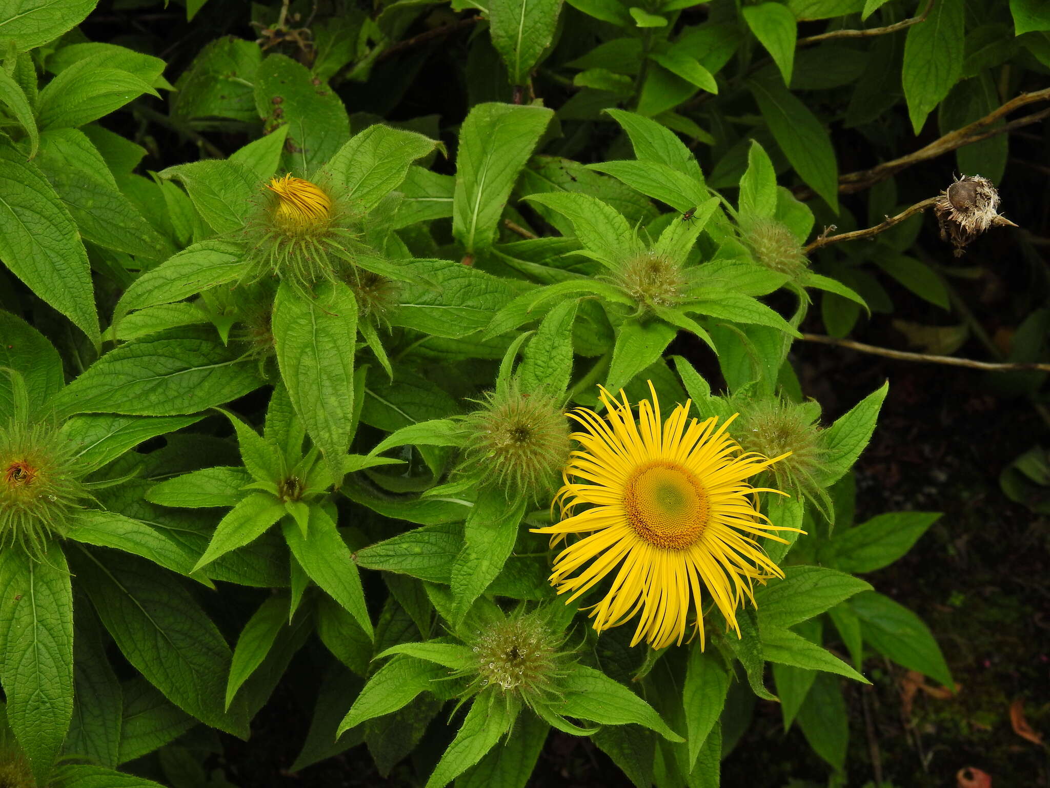 Image of Hooker's inula