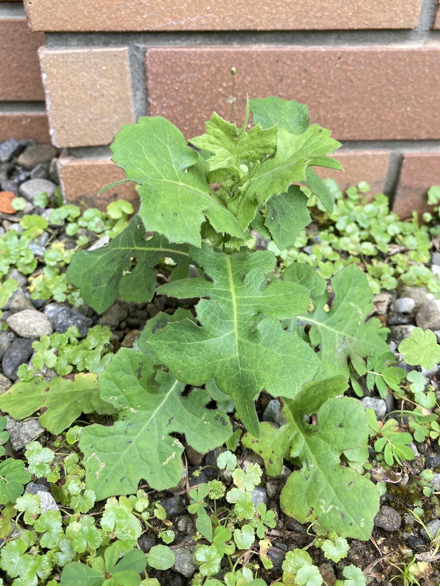 Lactuca formosana Maxim.的圖片