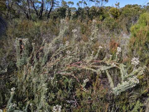 صورة Conospermum hookeri (Meissn.) E. M. Bennett