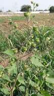 Image of Indianmallow