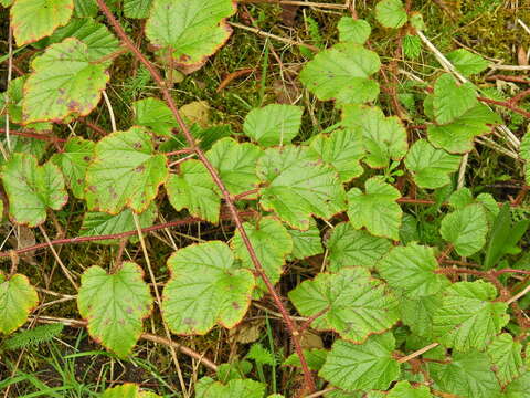 Image of Creeping Bramble