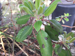 Image of Texas madrone