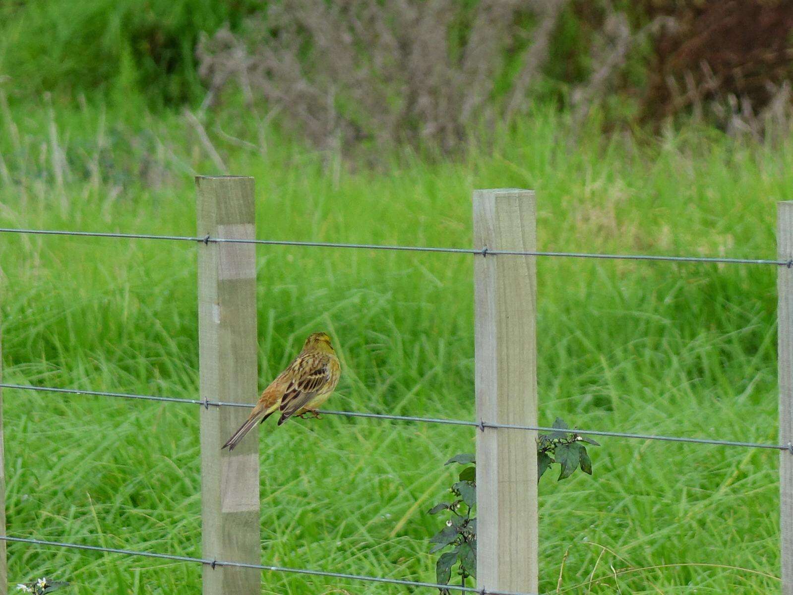 Sivun Emberiza citrinella caliginosa Clancey 1940 kuva