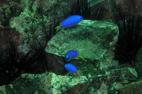 Image of Blue damsel