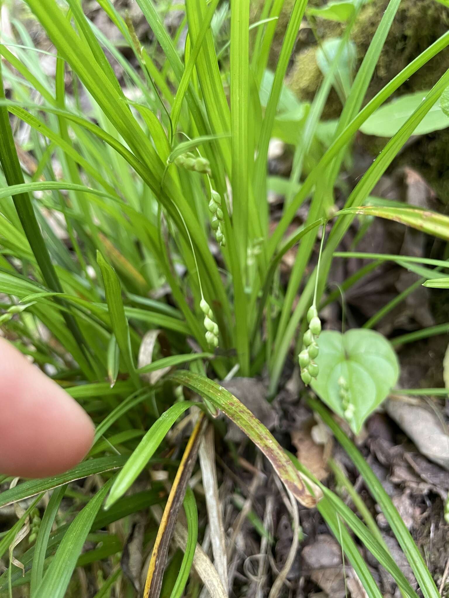 Image of slender woodland sedge