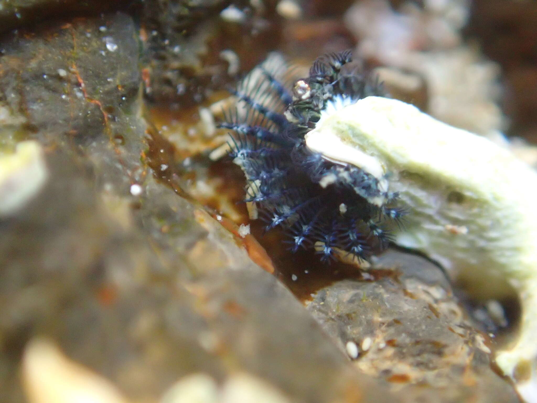 Image of Blue Tube Worm