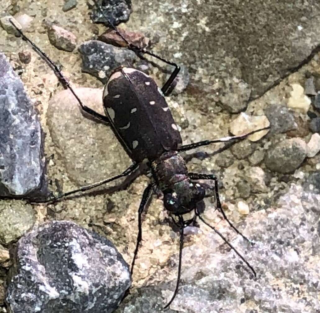 Image of Cicindela (Cicindelidia) rufiventris Dejean 1825