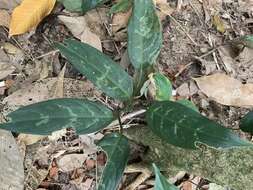 Imagem de Aglaonema commutatum Schott