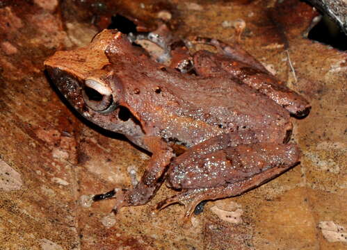 Image of Pseudophilautus folicola (Manamendra-Arachchi & Pethiyagoda 2005)