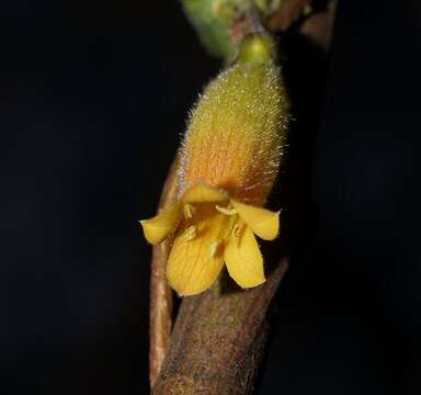 Слика од Marianthus bignoniaceus F. Müll.