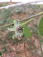 Image de Passiflora pohlii Mast.