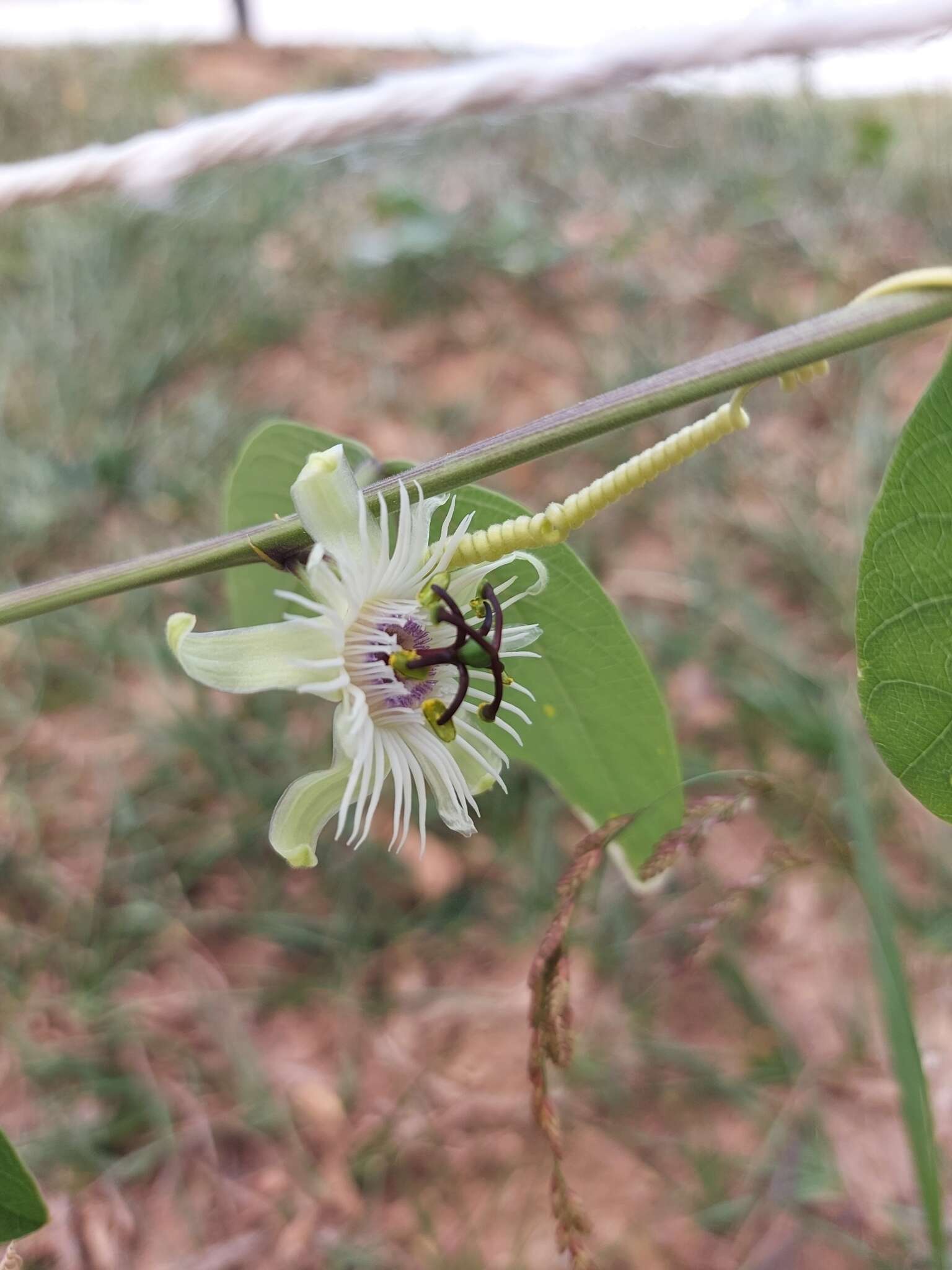 Image de Passiflora pohlii Mast.