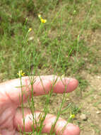 Image of broomweed