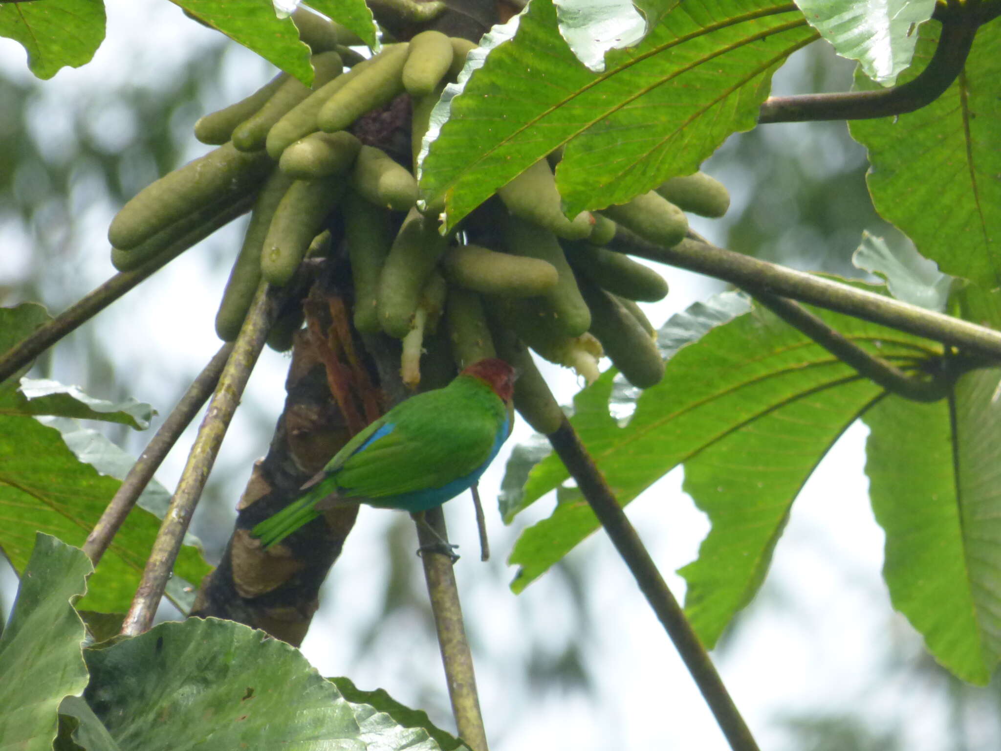 Image of Bay-headed Tanager